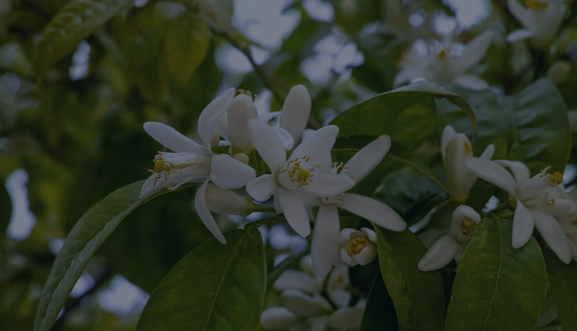 fleurs pour Clementine
